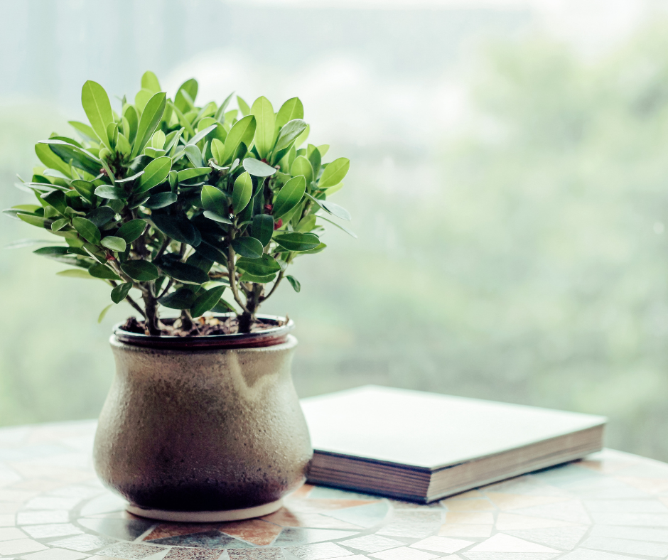 potted plants