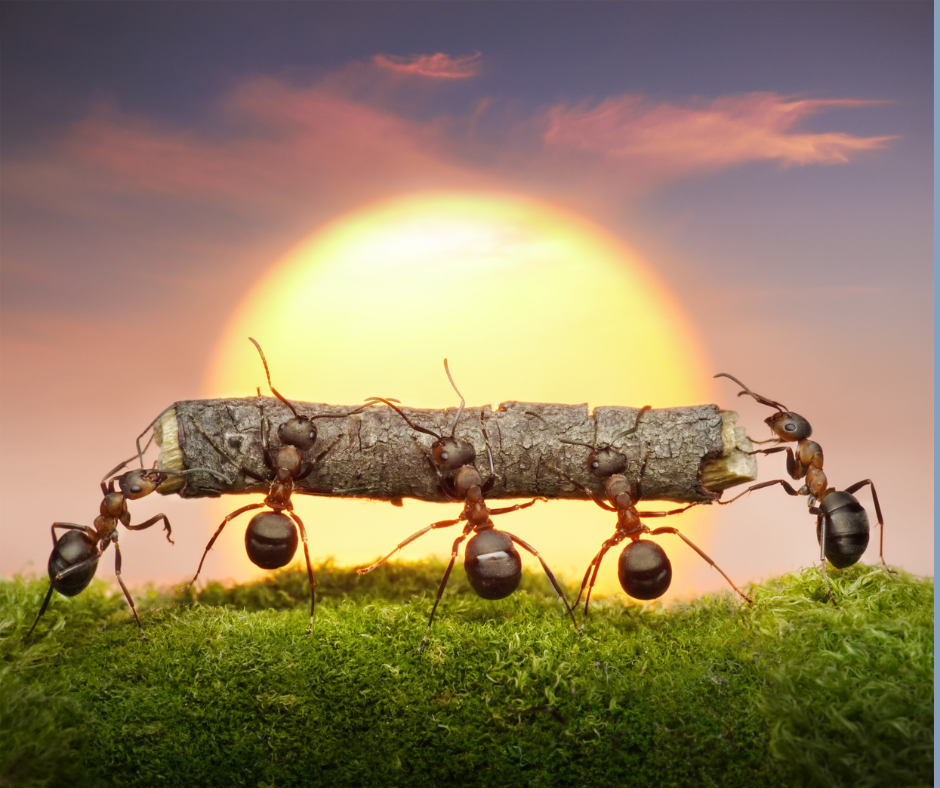 lessons from ants